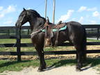 Registered Friesian Purebred Stallion, Rides and Drives, Gentle and Easy to