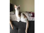 Adopt 50821126 a White Domestic Mediumhair / Domestic Shorthair / Mixed cat in