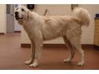 Adopt 77345 Timber a White Great Pyrenees / Mixed dog in Spanish Fork
