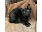 Adopt Lark a All Black Domestic Shorthair / Domestic Shorthair / Mixed cat in