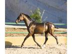 Bay 1 year 6 month old colt sired by perlino pure andalusian pre