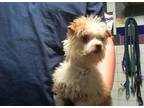 Adopt Rona a White - with Red, Golden, Orange or Chestnut Shih Tzu / Poodle (Toy