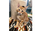 Adopt Saturn - Kitchener a Orange or Red Domestic Shorthair / Domestic Shorthair