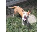 Adopt Mindi a Brown/Chocolate American Pit Bull Terrier / Mixed dog in