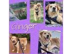 Adopt Ginger a White Golden Retriever dog in Colorado Springs, CO (35547212)
