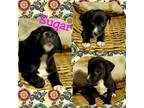 Adopt Sugar a Black - with White Mixed Breed (Medium) dog in Colorado Springs