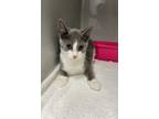 Adopt Jeeter a Gray or Blue Domestic Shorthair / Domestic Shorthair / Mixed cat