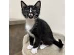 Adopt Fergesen a All Black Domestic Shorthair / Domestic Shorthair / Mixed cat