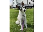 Adopt Chloe a White - with Black Rat Terrier / Jack Russell Terrier / Mixed dog