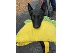 Adopt HP a Black - with Brown, Red, Golden, Orange or Chestnut Belgian Malinois