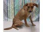 Adopt Elise a Brown/Chocolate Feist dog in Forrest City, AR (35544463)