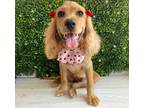 Adopt Maya a Tan/Yellow/Fawn Cocker Spaniel / Mixed dog in San Diego
