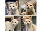 Adopt Pinky and Brain a White Domestic Shorthair (short coat) cat in Stillwater
