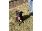 Adopt Durk a Pit Bull Terrier dog in Dickson, TN (35543363)