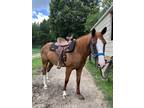 Stunning gelding searching for his forever home