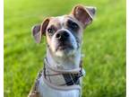 Adopt Ava a Jack Russell Terrier, Mixed Breed