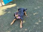 Adopt CHIA a Rottweiler, Mixed Breed