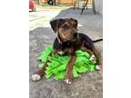 Adopt JODY* a Pit Bull Terrier, Mixed Breed