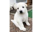 Adopt Snow - Arctic Litter a White German Shepherd, German Shepherd Dog