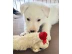 Adopt Arctic - Arctic Litter a White German Shepherd, German Shepherd Dog