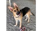 Adopt A123474 a German Shepherd Dog