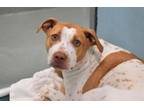Adopt CHANEL a Pit Bull Terrier, Mixed Breed