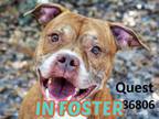 Adopt QUEST a Boxer, Mixed Breed
