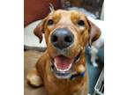 Adopt Ruby- Foster to Adopt a Labrador Retriever, Redbone Coonhound