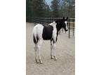 Some good fortune has allowed us to offer this Stunning & Huge Black tobiano