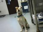 Adopt A384380 a Pit Bull Terrier, Mixed Breed