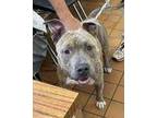 Adopt Dallas G7-HOLD a American Bully