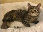 Adopt Pickles (22-497) a American Shorthair
