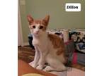 Adopt Dillon (22-478) and Dion (22-479) a American Shorthair