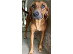 Adopt Ralph a Redbone Coonhound, Mixed Breed