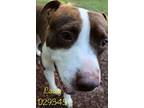 Adopt Casey a Pit Bull Terrier