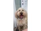 Adopt Shadow a Goldendoodle