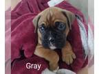 Boxer PUPPY FOR SALE ADN-442321 - Boxer puppies for good homes