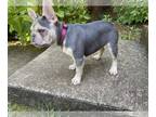 French Bulldog PUPPY FOR SALE ADN-442575 - French Bulldog