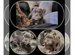 American Pit Bull Terrier PUPPY FOR SALE ADN-442671 - UKC 10 weeks