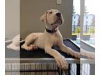 Dogo Argentino PUPPY FOR SALE ADN-442786 - Dogo Argentino Puppy