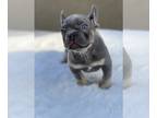 French Bulldog PUPPY FOR SALE ADN-442882 - French Bulldog