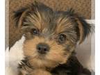 Yorkshire Terrier PUPPY FOR SALE ADN-442865 - AKC Female Yorkie 8 wks Breeding