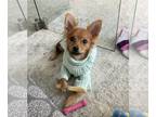 Chiranian DOG FOR ADOPTION ADN-442070 - 6 months cute pomchi puppy low rehome