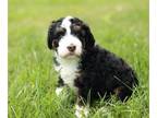 Bernedoodle DOG FOR ADOPTION ADN-442819 - Dakota