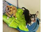 Adopt Sam & Lucy Leu a Pug, Jack Russell Terrier