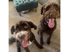 Adopt Lincoln + Lucy - Bonded doodles a Labradoodle, Aussiedoodle