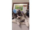 Adopt Bonded Pair - Sammy and Mikey a Domestic Long Hair