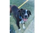 Adopt Dynamo a Pit Bull Terrier, Mixed Breed