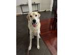 Adopt Charlie a Great Pyrenees