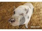 Adopt Emmy Lou a Pig